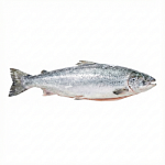 Лосось Premium 6-7кг (замороженный)